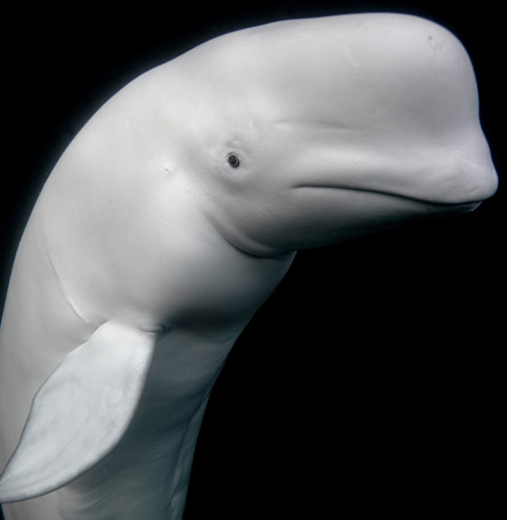 فيديو: ظهور حوت بيلوغا ضخم في المحيط الهادئ اختفى منذ عام 1940 صورة رقم 13