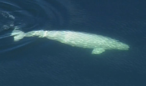 فيديو: ظهور حوت بيلوغا ضخم في المحيط الهادئ اختفى منذ عام 1940 صورة رقم 6