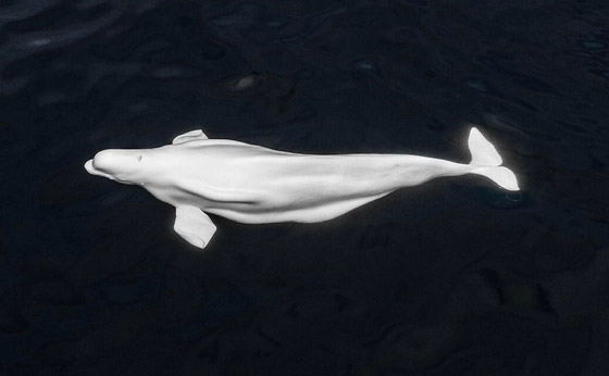 فيديو: ظهور حوت بيلوغا ضخم في المحيط الهادئ اختفى منذ عام 1940 صورة رقم 1