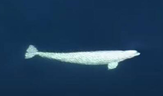 فيديو: ظهور حوت بيلوغا ضخم في المحيط الهادئ اختفى منذ عام 1940 صورة رقم 9