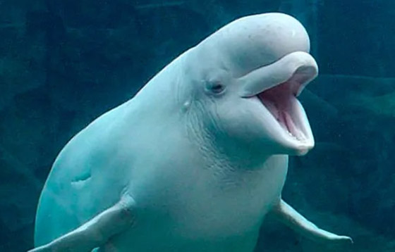 فيديو: ظهور حوت بيلوغا ضخم في المحيط الهادئ اختفى منذ عام 1940 صورة رقم 14