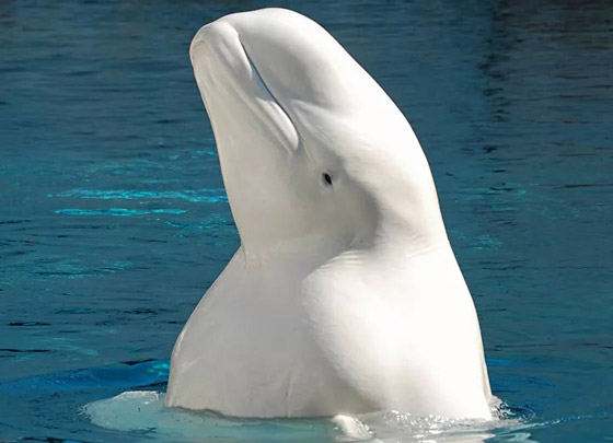 فيديو: ظهور حوت بيلوغا ضخم في المحيط الهادئ اختفى منذ عام 1940 صورة رقم 15