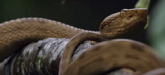 دخولها يحتاج لإذن رسمي من الحكومة.. تعرفوا على أخطر جزيرة في العالم صورة رقم 8