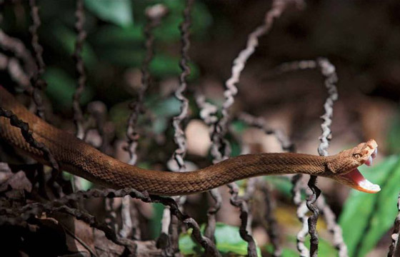 دخولها يحتاج لإذن رسمي من الحكومة.. تعرفوا على أخطر جزيرة في العالم صورة رقم 17