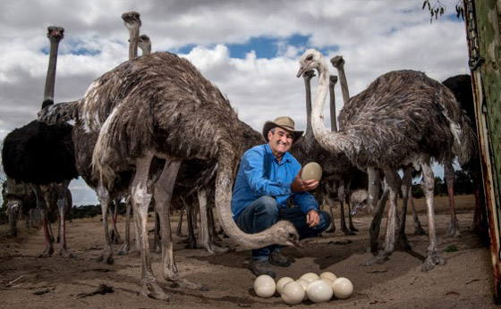 أغرب الوظائف حول العالم: بعضها صادم ولن تصدقوا أنها موجودة بالفعل! صورة رقم 13