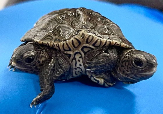 برأسين و6 أرجل.. تعرفوا على السلحفاة غريبة الأطوار! صور صورة رقم 1