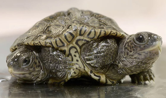 برأسين و6 أرجل.. تعرفوا على السلحفاة غريبة الأطوار! صور صورة رقم 2