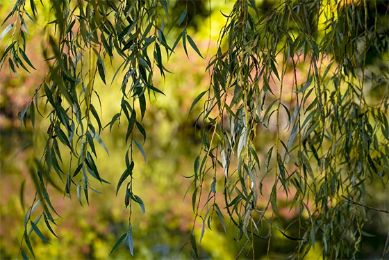 بالصور: مناظر خريفية خلابة في مختلف المدن حول العالم صورة رقم 11