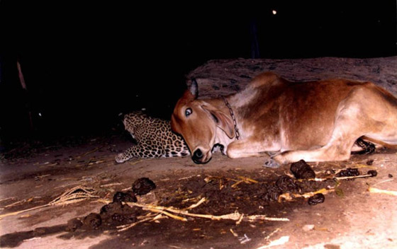 صور وثقت علاقة حب عمرها 19 عاماً بين نمر وبقرة: أصل القصة الغريبة! صورة رقم 1