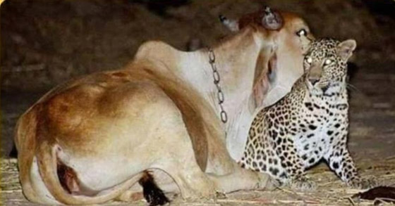 صور وثقت علاقة حب عمرها 19 عاماً بين نمر وبقرة: أصل القصة الغريبة! صورة رقم 2