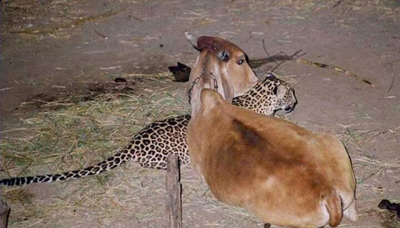 صور وثقت علاقة حب عمرها 19 عاماً بين نمر وبقرة: أصل القصة الغريبة! صورة رقم 3