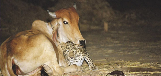 صور وثقت علاقة حب عمرها 19 عاماً بين نمر وبقرة: أصل القصة الغريبة! صورة رقم 4