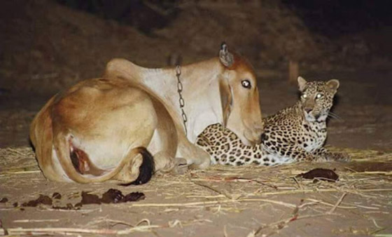 صور وثقت علاقة حب عمرها 19 عاماً بين نمر وبقرة: أصل القصة الغريبة! صورة رقم 5