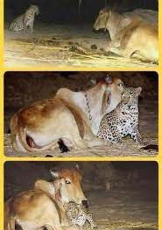 صور وثقت علاقة حب عمرها 19 عاماً بين نمر وبقرة: أصل القصة الغريبة! صورة رقم 6