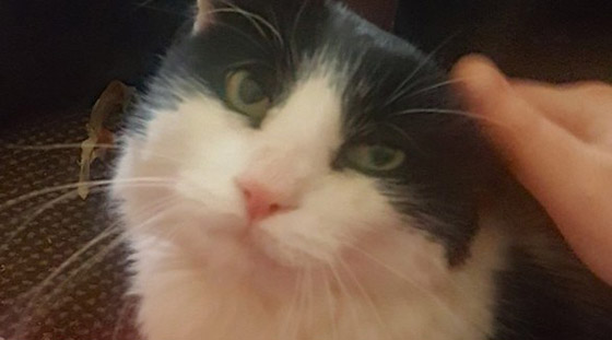 تعثر على قطها المفقود منذ سبع سنوات بفضل رقاقة إلكترونية صورة رقم 1