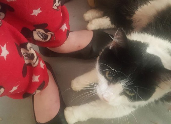 تعثر على قطها المفقود منذ سبع سنوات بفضل رقاقة إلكترونية صورة رقم 3