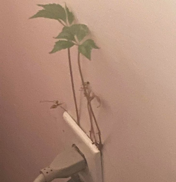 صور من حول العالم عليك التدقيق بها مرتين لتصدق ما ستشاهده صورة رقم 2