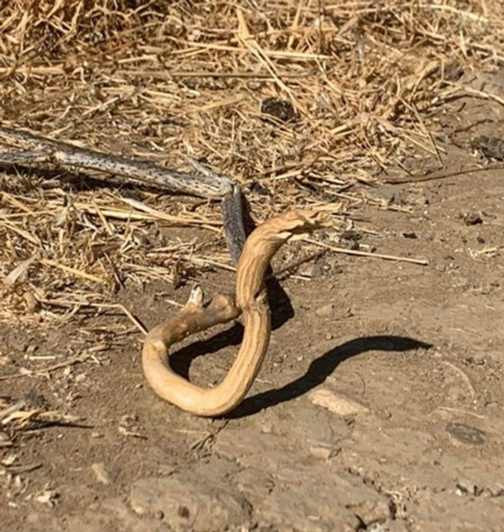 صور من حول العالم عليك التدقيق بها مرتين لتصدق ما ستشاهده صورة رقم 3