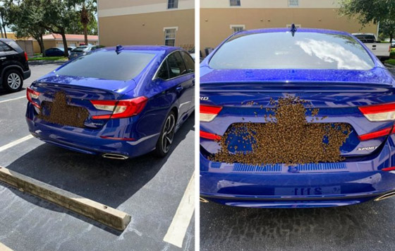 صور من حول العالم عليك التدقيق بها مرتين لتصدق ما ستشاهده صورة رقم 4