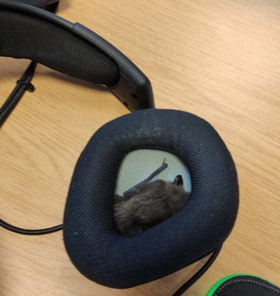 صور من حول العالم عليك التدقيق بها مرتين لتصدق ما ستشاهده صورة رقم 14