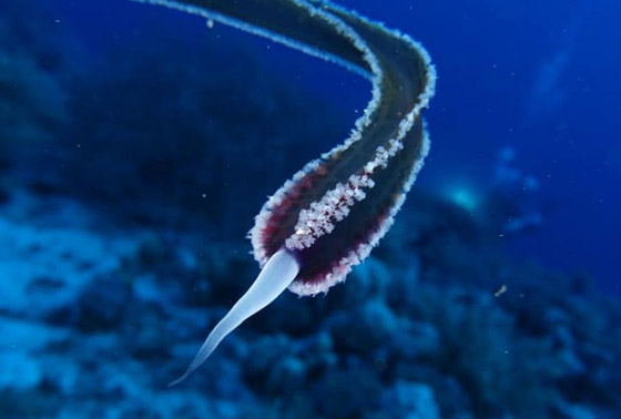 رعب دبّ بغواصين وجدوا في مصر كائن حي غريب وغامض! صور صورة رقم 1