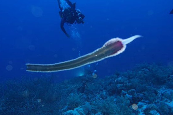 رعب دبّ بغواصين وجدوا في مصر كائن حي غريب وغامض! صور صورة رقم 4