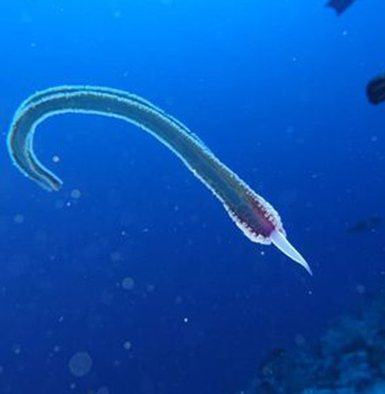 رعب دبّ بغواصين وجدوا في مصر كائن حي غريب وغامض! صور صورة رقم 5