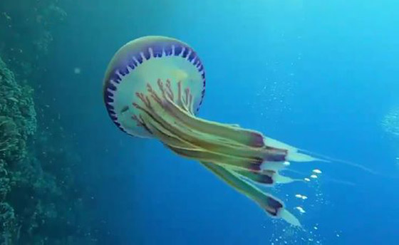 رعب دبّ بغواصين وجدوا في مصر كائن حي غريب وغامض! صور صورة رقم 2