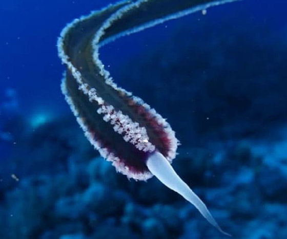 رعب دبّ بغواصين وجدوا في مصر كائن حي غريب وغامض! صور صورة رقم 6