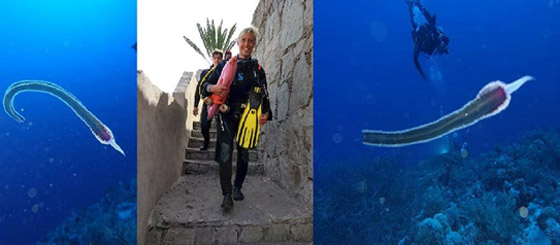 رعب دبّ بغواصين وجدوا في مصر كائن حي غريب وغامض! صور صورة رقم 3