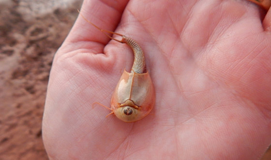 شاهد.. ظهور مخلوقات ثلاثية العيون تعود لعصور ما قبل التاريخ صورة رقم 1