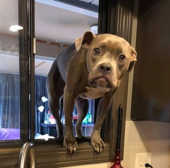 لقطات طريفة سترسم الابتسامة على وجهك: عليك بمشاهدتها صورة رقم 2