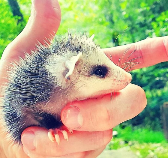 لقطات طريفة سترسم الابتسامة على وجهك: عليك بمشاهدتها صورة رقم 3