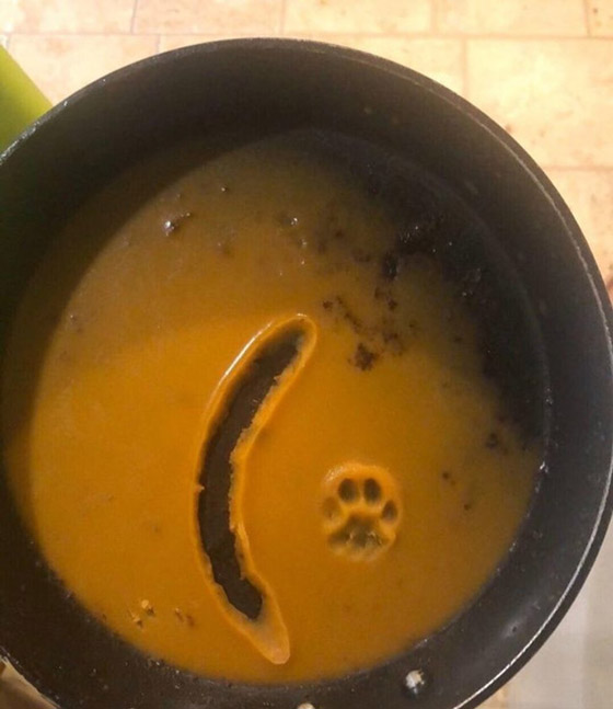 لقطات طريفة سترسم الابتسامة على وجهك: عليك بمشاهدتها صورة رقم 4