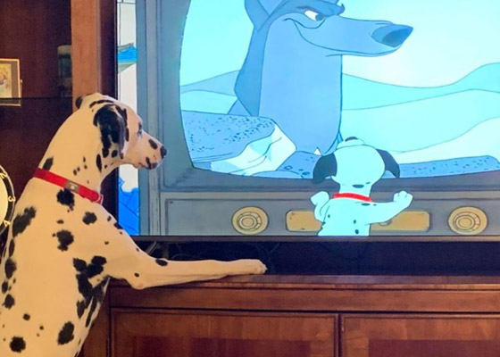 لقطات طريفة سترسم الابتسامة على وجهك: عليك بمشاهدتها صورة رقم 5