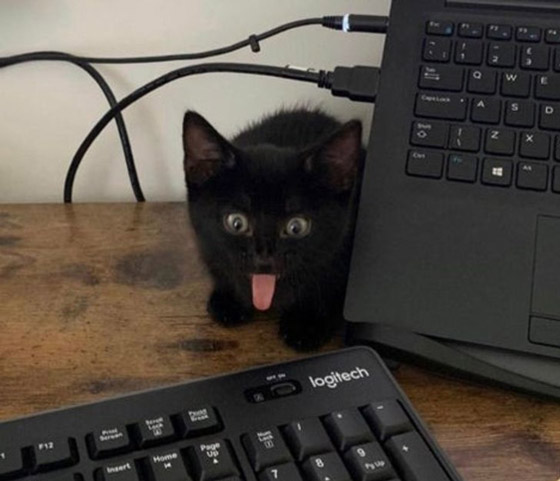 لقطات طريفة سترسم الابتسامة على وجهك: عليك بمشاهدتها صورة رقم 9