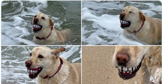 لقطات طريفة سترسم الابتسامة على وجهك: عليك بمشاهدتها صورة رقم 10