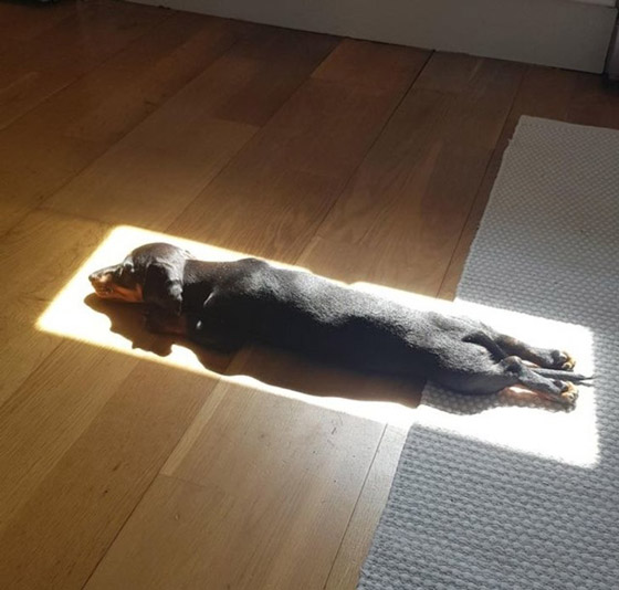 لقطات طريفة سترسم الابتسامة على وجهك: عليك بمشاهدتها صورة رقم 12