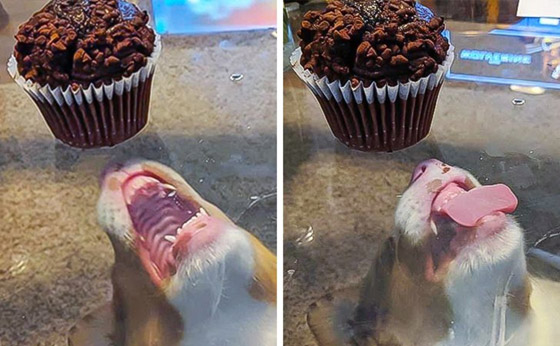 لقطات طريفة سترسم الابتسامة على وجهك: عليك بمشاهدتها صورة رقم 13