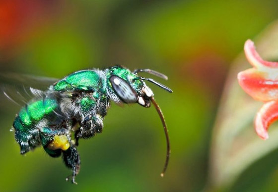 أجمل 10 حشرات في العالم: هل صادفت أحدهم من قبل؟ صورة رقم 9