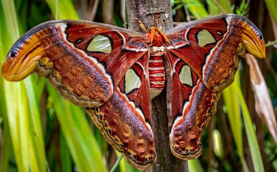 أجمل 10 حشرات في العالم: هل صادفت أحدهم من قبل؟ صورة رقم 1