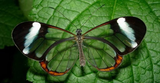 أجمل 10 حشرات في العالم: هل صادفت أحدهم من قبل؟ صورة رقم 2