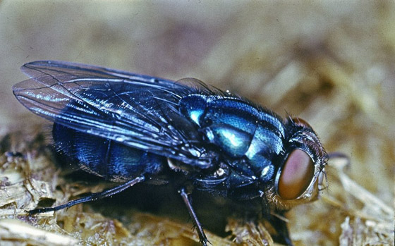 أجمل 10 حشرات في العالم: هل صادفت أحدهم من قبل؟ صورة رقم 3