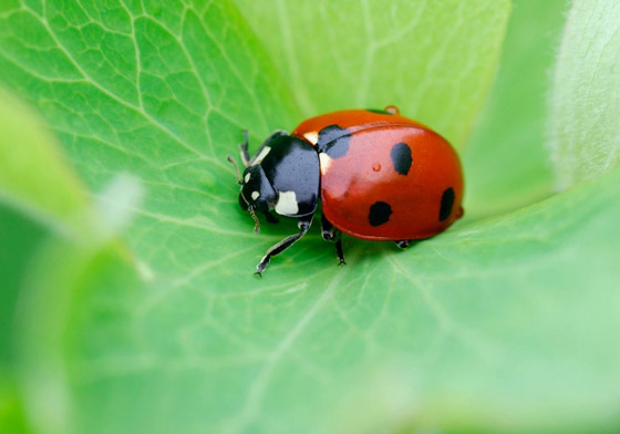 أجمل 10 حشرات في العالم: هل صادفت أحدهم من قبل؟ صورة رقم 6