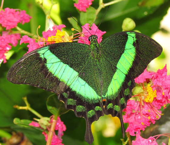 أجمل 10 حشرات في العالم: هل صادفت أحدهم من قبل؟ صورة رقم 8