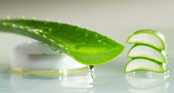 كيف أصبح جل الألوفيرا المكون التجميلي الأكثر شعبية عالميا؟ صورة رقم 5 كيف أصبح جل الألوفيرا المكون التجميلي الأكثر شعبية عالميا؟ صورة رقم 5