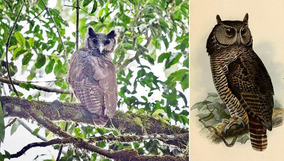 رصد طائر بوم ضخم كان آخر ظهور له منذ 150 عاما! صور صورة رقم 1