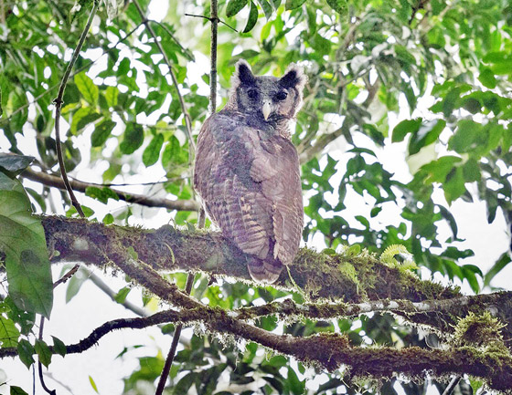 رصد طائر بوم ضخم كان آخر ظهور له منذ 150 عاما! صور صورة رقم 3