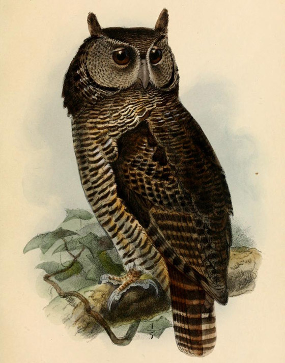 رصد طائر بوم ضخم كان آخر ظهور له منذ 150 عاما! صور صورة رقم 4