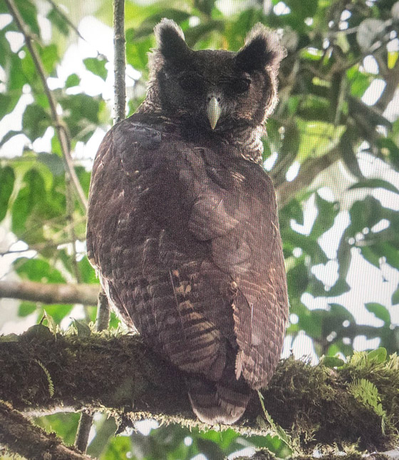 رصد طائر بوم ضخم كان آخر ظهور له منذ 150 عاما! صور صورة رقم 2